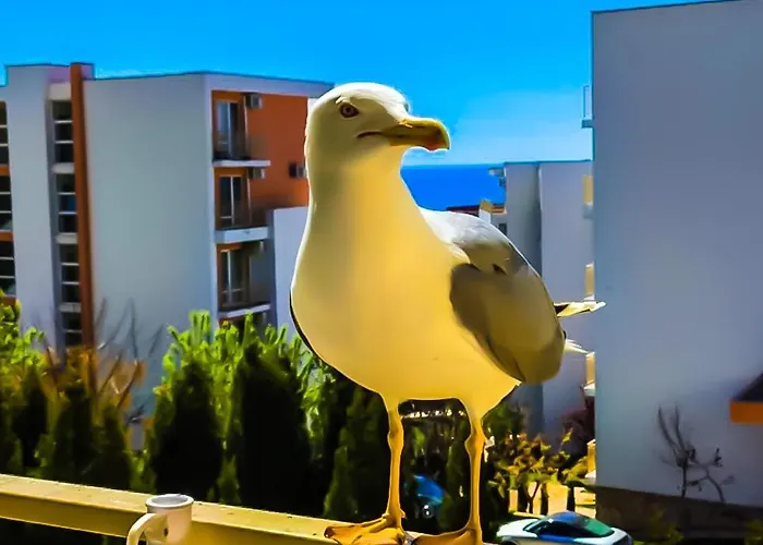 Апартамент William's - Sixth Large Свети Влас